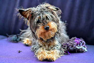 yorkipoo, yorkshire terrier poodle portrait