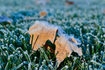 close-up of leaf on the grass with frost
