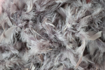 Texture de plumes grises - délicatesse et légèreté - fond et arrière-plan