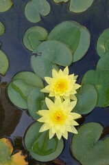 Flor de loto  amarilla con hojas verdes en estanque