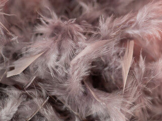 Plumes grises sur fond roses - légèreté et délicatesse dans un style féminin pour fond et arrière-plan