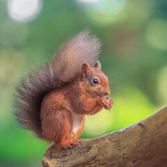 Naklejka na ściany i meble Adorable red squirrel feeding in woodland