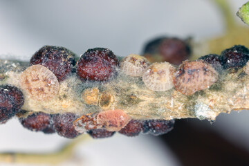 The black scale, Saissetia oleae (Hemiptera: Coccidae) on the olive tree, is an important pest of citrus and olive trees. Originally from South Africa, this scale is now distributed worldwide