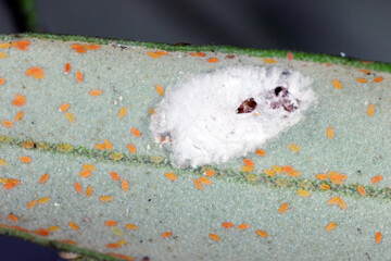 Larvae of black scale, Saissetia oleae (Hemiptera: Coccidae) on the olive tree, is an important pest of citrus and olive trees. Originally from South Africa, this scale is now distributed worldwide