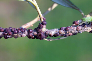 The black scale, Saissetia oleae (Hemiptera: Coccidae) on the olive tree, is an important pest of...
