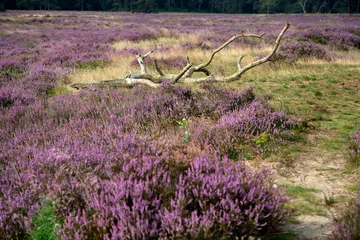 Fototapeten Dead branch in heathland nature reserve Groote Zand, Hooghalen, Drenthe, Netherlands © roelmeijer