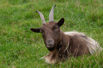 Fototapeta premium Brown head goat laying down in the grass.