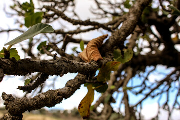 Fototapeta na wymiar Dead Leaf Old And Pale Still Standing On A Branch Of Tree Close Up Shot