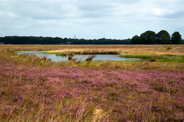 Mere in heathland nature reserve Hijkerveld, Drenthe, Netherlands
