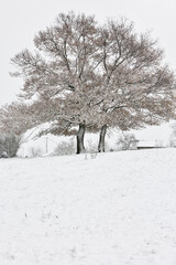 Baum mit Schnee in Frankreich