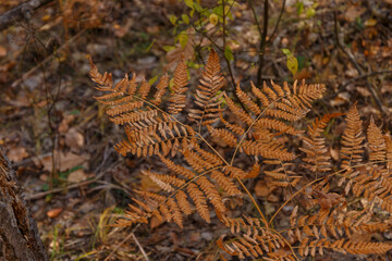 Yellow and orange fern leaves. Golden Sun. Autumn forest. The concept of seasons. Autumn colorful background
