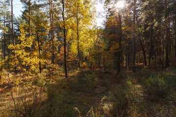 Colorful, dense autumn forest at sunset. The concept of seasons. Golden sun. Abstract natural background of the forest