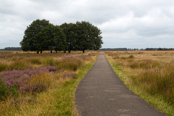 Cycle track in heathland nature reserve Hijkerveld, Drenthe, Netherlands