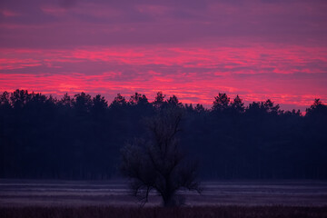 Obraz na płótnie Canvas Alone tree in a dryed field with a forest and a purple sky on background