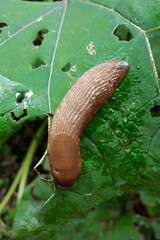 Red slug or Spanish slug (Arion rufus or Arion lusitanicus)