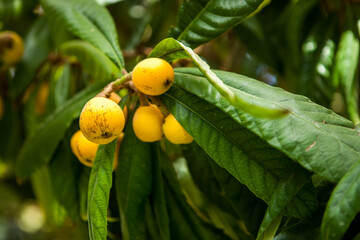 medlar tree. Turkish national fruit medlar, ripe fruits on the tree. natural products, fruits