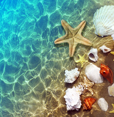 Fototapeta na wymiar Starfish, coral and seashell on the summer beach in sea water. Summer background.