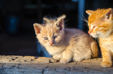 Ginger kittens sit on a wooden doorstep and bask in the morning sun. Offspring of a domestic cat....