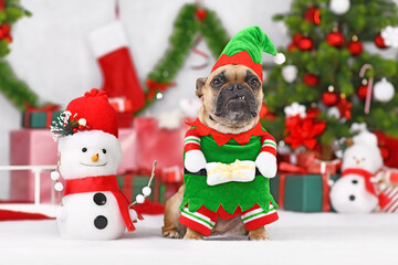 Cute French Bulldog dog wearing Christmas elf costume between seasonal decorations