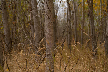 The autumn forest. Close up