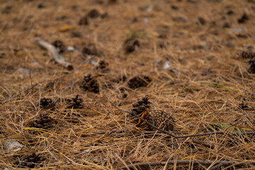 Pine cones on dried pine needles in the autumn forest. Nature background