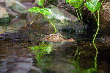 Caged wild animals in captivity at ZOO.