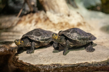 Caged wild animals in captivity at ZOO.