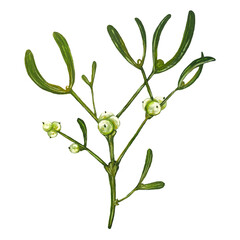Mistletoe branch with berries, isolated on white background, stock illustration painted in gouache and watercolor, for design and decor