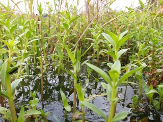 Sri Lankan jungle green grass with Nature Background