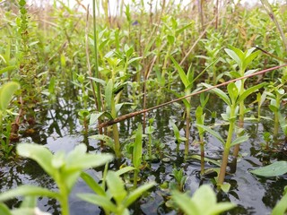 Sri Lankan jungle green grass with Nature Background