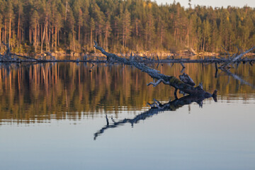 reflection of trees in the water