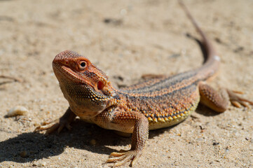bearded dragon on ground with blur background