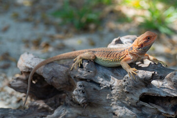 bearded dragon on ground with blur background