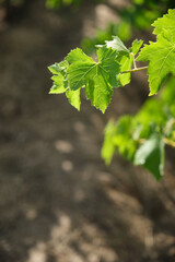 Natural vine leaves in the vineyard