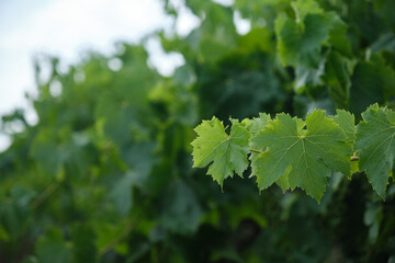 Natural vine leaves in the vineyard