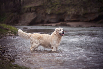Happy dog standing in a fast river stream, Poland. Large Golden Retriever playing in running water in Beskid Niski Mountains. Selective focus on the animal, blurred background.