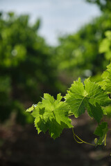 Fototapeta na wymiar Natural vine leaves in the vineyard