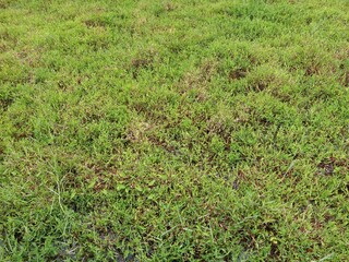 Green grass and plant in Jungle Sri Lankan Beauty