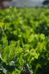 Natural vine leaves in the vineyard