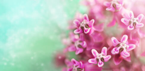 Fototapeta na wymiar spring pink flowers close up on a light blue background