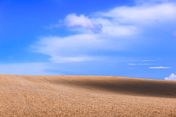 Shadows on wheat field  whit a natural look and a flowing and curving.