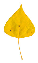 Naklejka premium Yellow poplar leaf on white isolated background