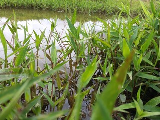 Green nature plant and Grass with Water in Jungle Sri Lanka