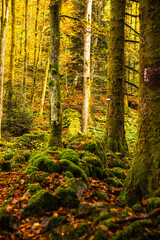 Bemooste Mauer  nahe dem Bach Ruisseau de la Hutte