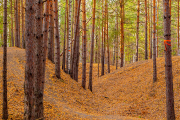 Autumn forest scenery with road of fall leaves and warm light illumining the gold foliage. Footpath in scene autumn forest nature. Vivid october day in colorful forest.