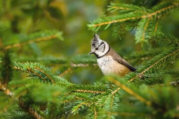A small white and brown passerine bird, European crested tit, perching on green spruce in a forest.