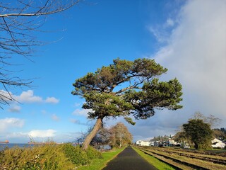 tree in the field