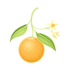 Orange tree branch with ehite flower, ripe fruit and green leaves vector illustration