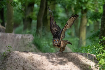 The great eagle owl is about to fly away.