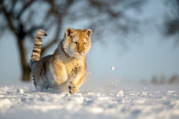 The tiger cub enjoys the freshly fallen snow.